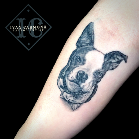 Pet Dog Portraiture Forearm Tattoo In Black And Gray Retrato De Perro, Tatuaje Antebrazo Negro Y Gris